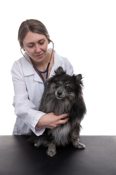 Young woman smiling Caucasian female veterinarian with a Pomeranian puppy or dog during a veterinary examination visit in a vet office as she listens to his heart