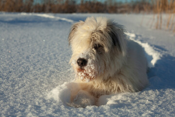 The dog walks through the snow. Animal in nature. Deep snow.