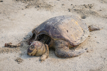 Dead turtle body lying on sea beach. The species is of olive Ridley turtle which comes for nesting...