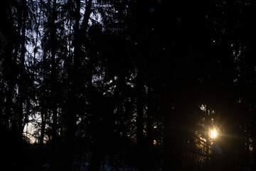 The sun is shining in a dark forest. Light through the trees. Bright glow.