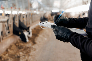 Vet Farmer uses clipboard to control health of cows. Doctor care on cattle livestock farming...