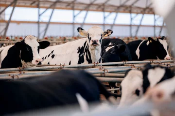 Foto op Plexiglas Cows holstein eating hay in cowshed on dairy farm with sunlight in barn. Banner modern meat and milk production of livestock industry. © Parilov
