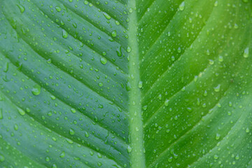water drop of water on nature green tropical banana leaf, dew on banana leaf, nature background