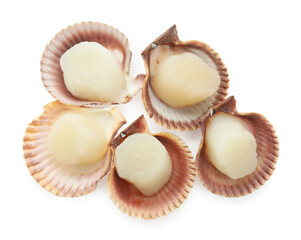 Many fresh raw scallops in shells isolated on white, top view