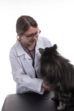 Young woman smiling Caucasian female veterinarian with a Pomeranian puppy or dog looking at each other during a veterinary examination in a vet office as she listens to his heart