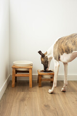 Whippet dog eating from stylish pet feeding bowls