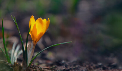 A yellow crocus flower blooms in spring against a natural, blurred background.