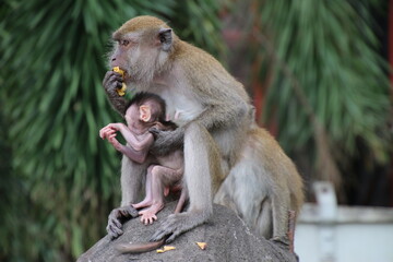 Templo Batu, Malasia, un mono hembra agarra por el brazo de su bebe mono, mientras come, detrás...