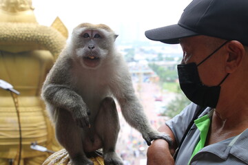 Un mono de las cuevas Batu, Malasia, sentado,  apoya su mano en un hombre mayor, con la cara tapada...