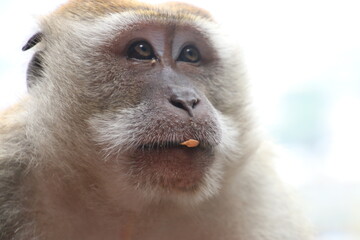 Cara de un mono de las cuevas Batu, Malasia, con restos de comida en la boca, mirando para ver si le dan más - obrazy, fototapety, plakaty