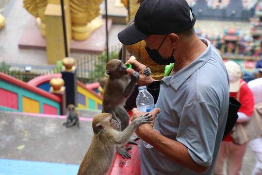 Escaleras de la cueva Batu, Malasia, un hombre mayor, con mascarilla negra, camiseta y gorra azules, da de beber con el tapón de una botella a un mono pequeño, mientras otro mayor le apoya la mano