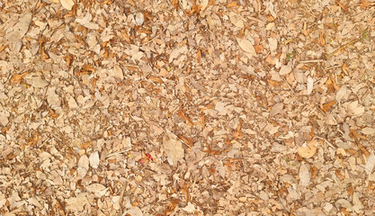 brown autumn leaves on the ground used as background. sepia tone backround image of fallen autumn leaves for seasonal use concept. outdoor garden floor background. space for text. - obrazy, fototapety, plakaty