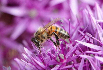 A closeup of a honey bee, apis mellifera, feeding on allium in a garden. 