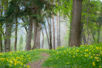 Foggy spring morning in the park in Vanadzor Botanical Garden