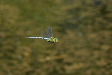 An emperor dragonfly, anax imperator, in flight above a pond against a defocused background. 