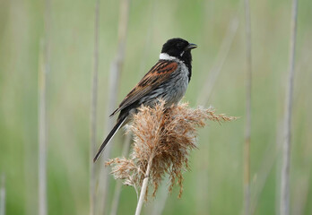 A male reed bunting, emberiza schoeniclus, perching on reed grass in a wetland marsh environment. 