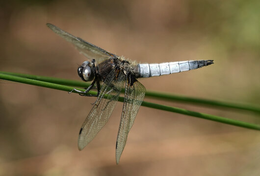 A closeup of a scarce chaser dragonfly, libellula fulva, perching on grass in the wild against a defocused background. 