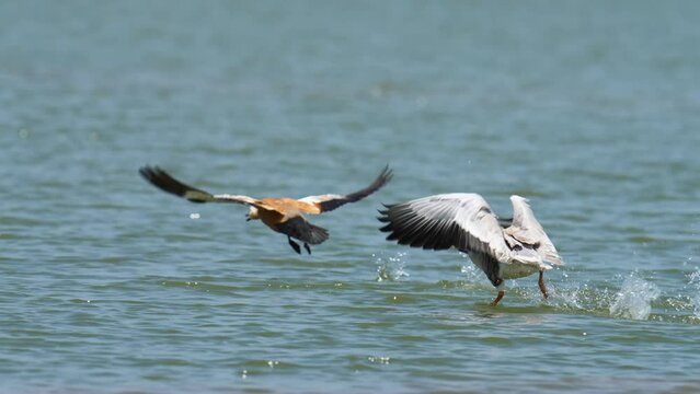 Bar-headed Goose (Anser indicus) Immigrate to escape the cold to Thailand, Bueng Boraphet, Nakhon Sawan Province.