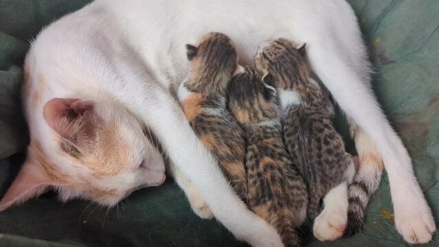 a white breastfeeding mother cat lying down and nursing her newborn litter of grey baby kittens as they drink her milk