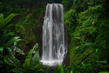Rainforest with waterfall