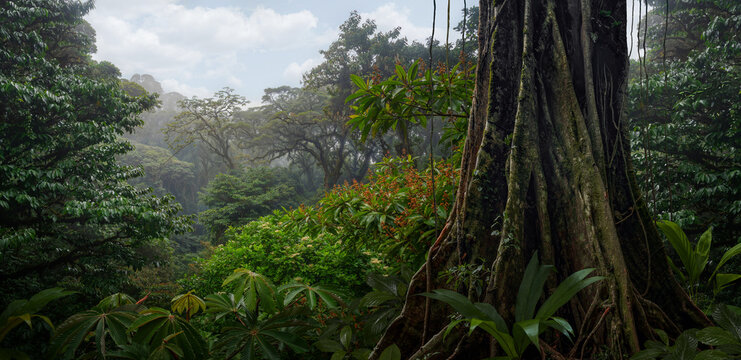 Rainforest with big tree