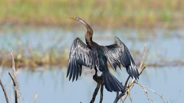 Anhinga bird  in the pond