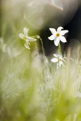 Tuinposter Narcis © Pierre