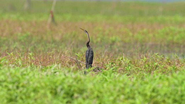 Anhinga bird  in the field