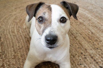 Dog. Jack Russell terrier. Cute purebred dog. The animal world