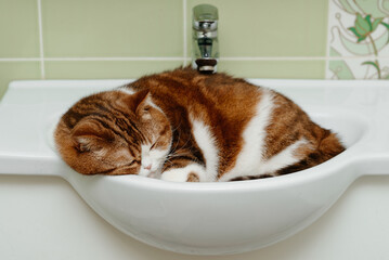 tricolor beautiful big adult cat lies and sleeps in sink in bathroom, favorite place to relax
