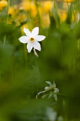 Gardinen Narcis © Pierre