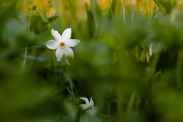 Wandcirkels tuinposter Narcis © Pierre