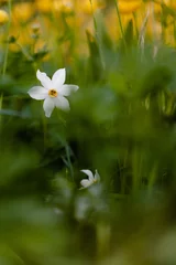 Outdoor kussens Narcis © Pierre