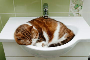 tricolor beautiful big adult cat lies and sleeps in sink in bathroom, favorite place to relax
