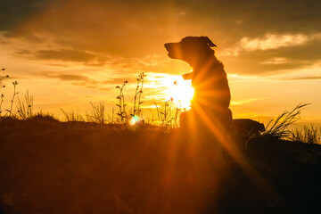 Sylwetka psa rasy Border Collie o zachodzie słońca - obrazy, fototapety, plakaty