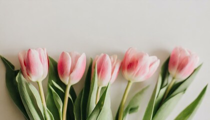 pink tulips on white background
