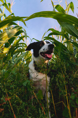 Portret psa rasy Border Collie w polu kukurydzy