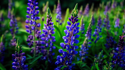 Obraz premium Serenade of Spring: The Purple Lupine Symphony
