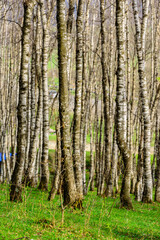 Birchwood in the springtime, Armenia