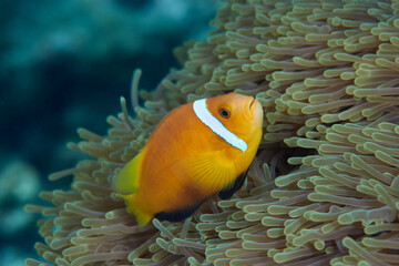 Clownfish Ocellaris symbiotic mutualism with anemone sea	