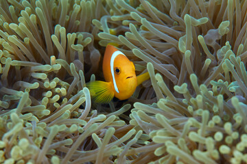 Clownfish Ocellaris symbiotic mutualism with anemone sea	