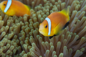 Clownfish Ocellaris symbiotic mutualism with anemone sea	