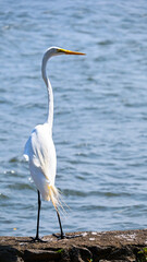 great white heron in the lake of catemaco veracruz