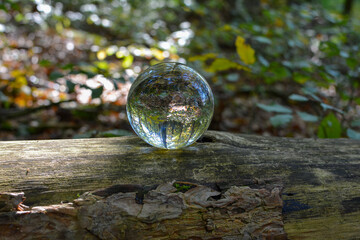 Trees in the forest are reflected in a ball