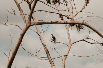 white bird in a dead tree