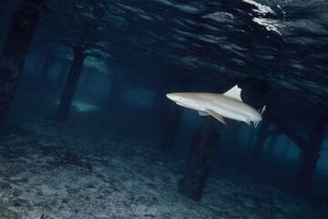 Black tip reef shark carcharhinus melanopterus swimming in lagoon