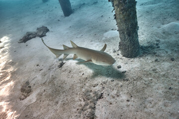 Ginglymostoma cirratum nurse shark in ocean