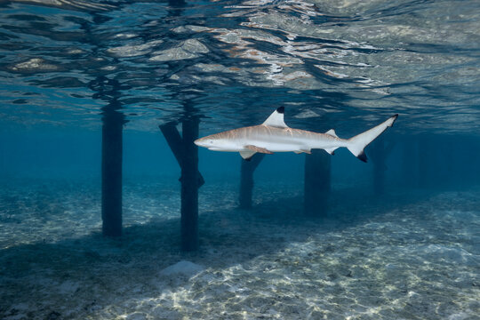 Black tip reef shark carcharhinus melanopterus swimming in lagoon