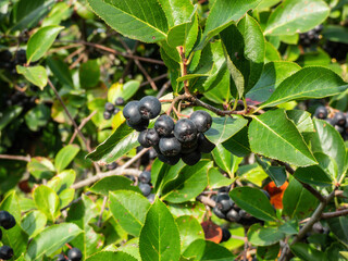 Big, ripe aronia (chokeberries) berries growing and maturing in clusters on a shrub branches among wooden fence in summer © KristineRada