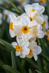 Fototapeta na wymiar Narcissus Geranium blossoms in the garden in spring